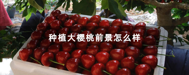 大樱桃