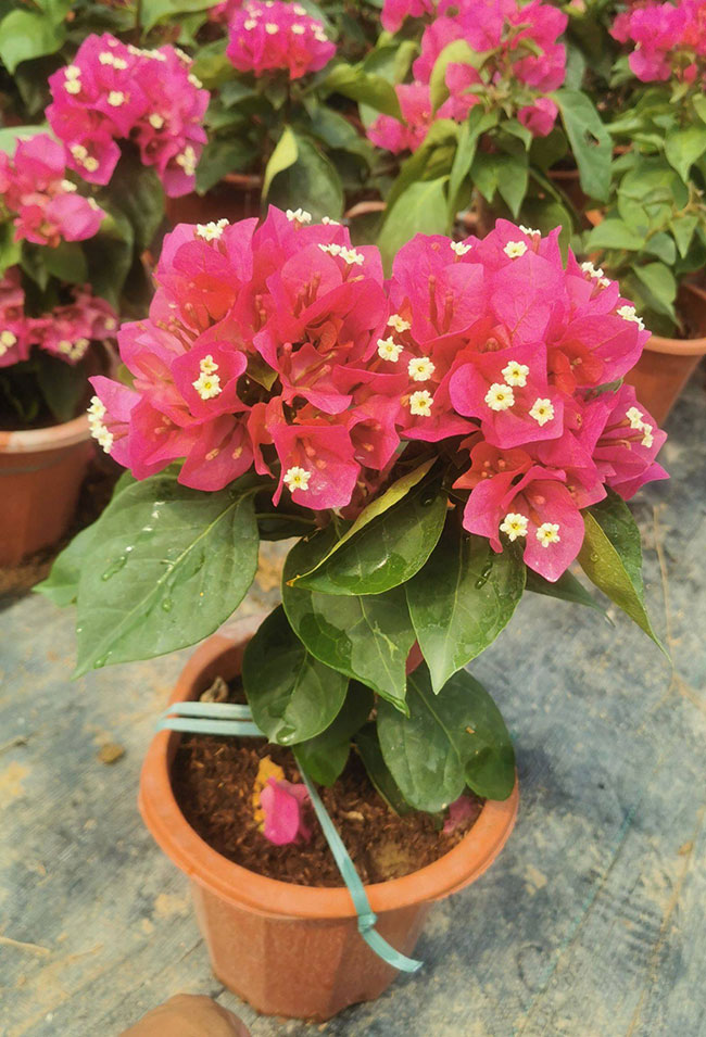 红花三角梅价格多少钱一棵?红花三角梅种植技术