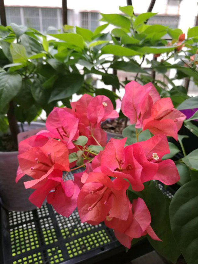 红花三角梅价格