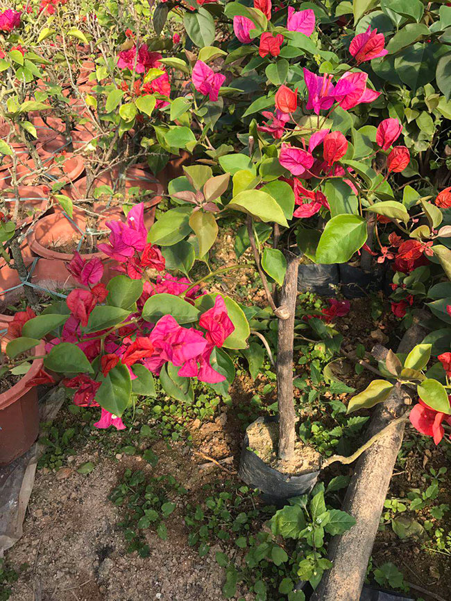 红花三角梅价格