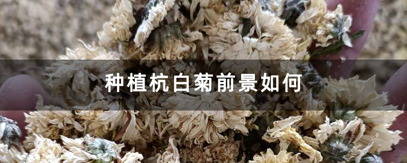种植杭白菊前景如何 种植杭白菊前景如何