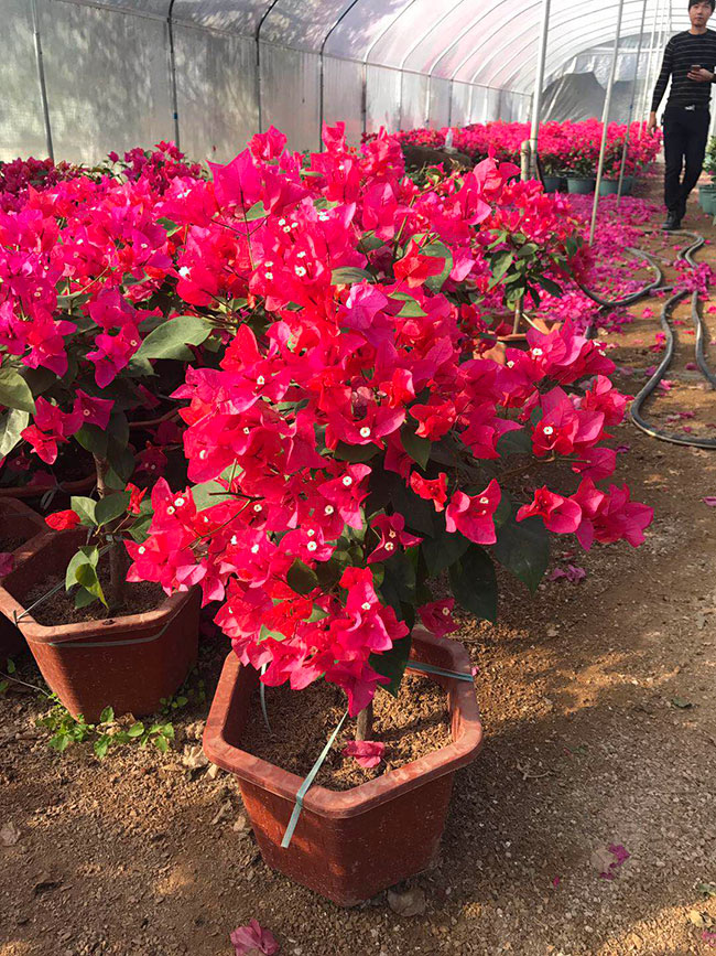 红花三角梅价格