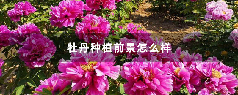 牡丹种植前景怎么样