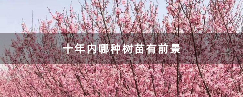十年内哪种树苗有前景