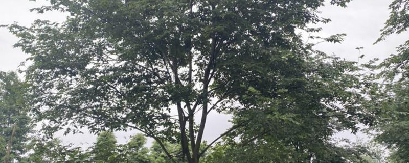 15公分朴树价格是多少