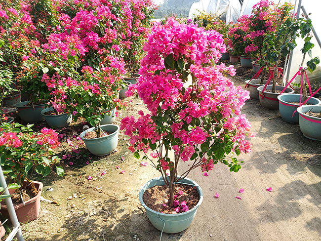 红心樱花三角梅价格多少钱一棵?红心樱花三角梅好养吗?