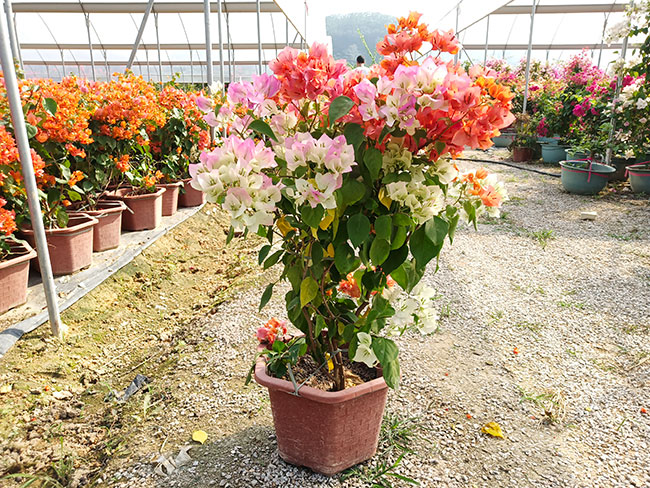 红心樱花三角梅价格多少钱一棵?红心樱花三角梅好养吗?
