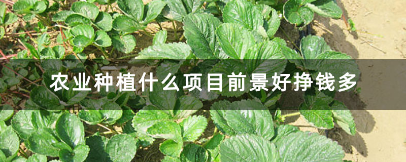 农业种植什么项目前景好挣钱多 农业种植什么项目前景好挣钱多