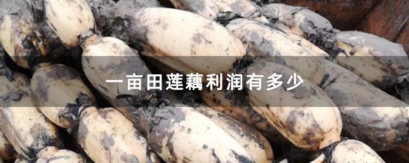 新鲜莲藕