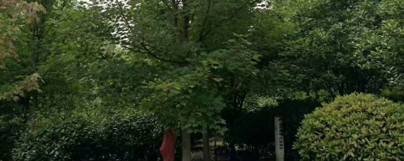12公分北美枫香多少钱一棵