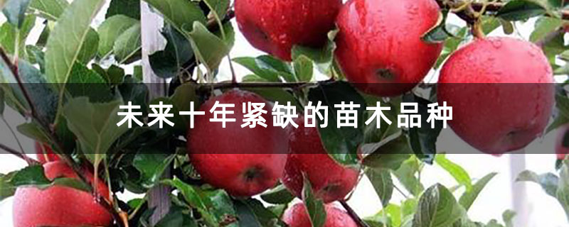 未来十年紧缺的苗木品种 未来十年紧缺的苗木品种