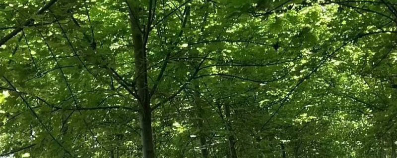 8公分北美枫香价格多少钱一棵
