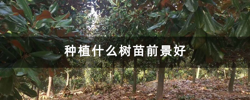 种植什么树苗前景好 种植什么树苗前景好