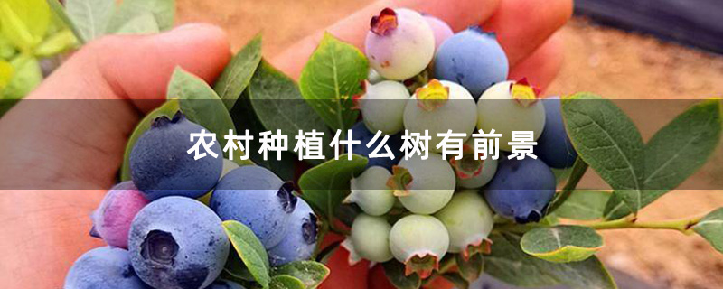 农村种植什么树有前景
