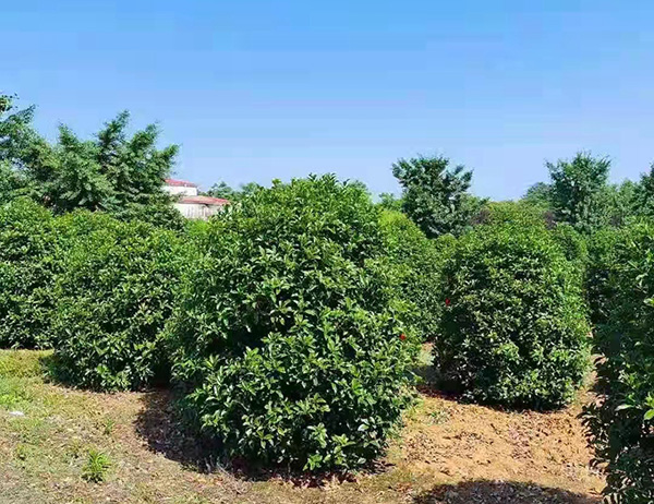 绿化带里争奇斗艳的10种秋花