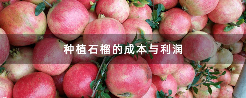 现摘石榴