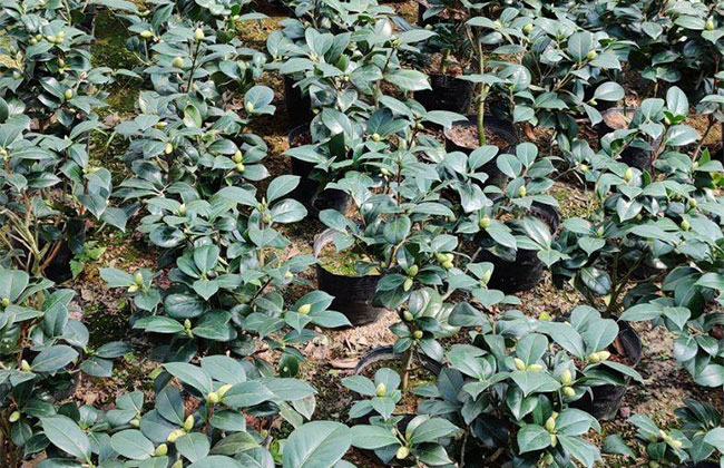 茶花树苗价格行情，2019年最新茶花苗基地批发报价