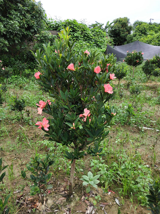茶花