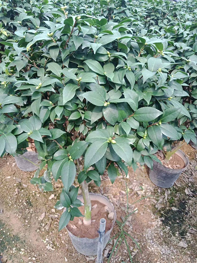 茶花