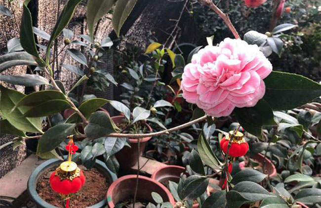 茶花
