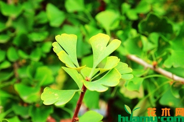 银杏树多少钱一棵？种植银杏树风水禁忌有哪些?
