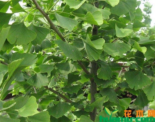 银杏树