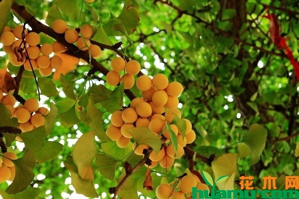 银杏树