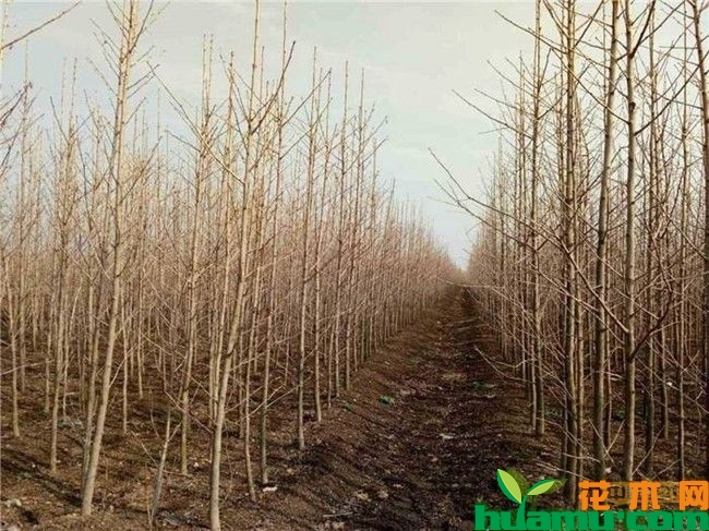30公分银杏树苗基地实拍.jpg