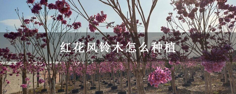 红花风铃木怎么种植