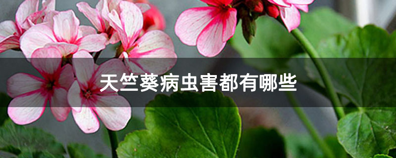 天竺葵病虫害都有哪些