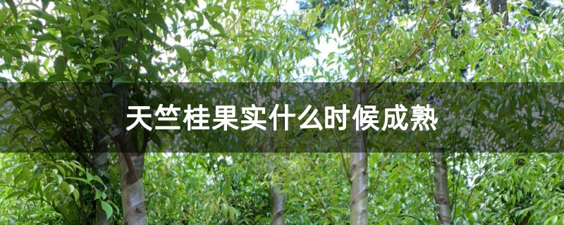 天竺桂果实什么时候成熟