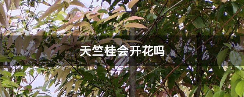 天竺桂会开花吗
