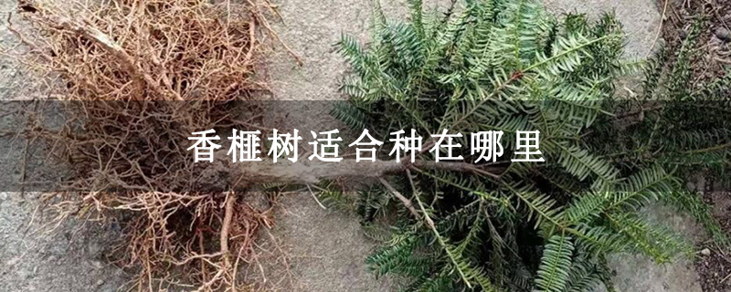 香榧树适合种在哪里