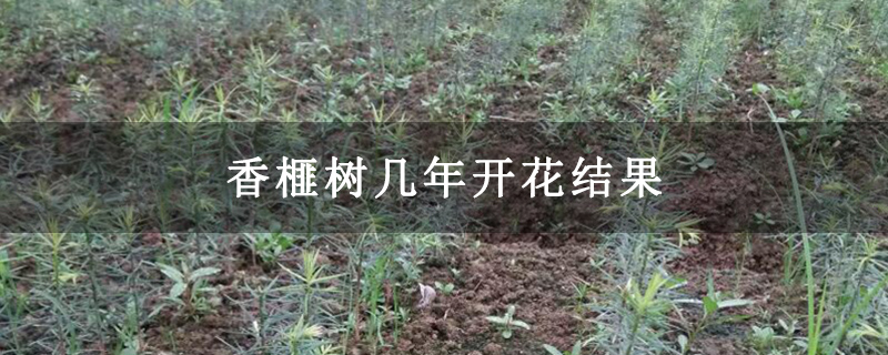 香榧树几年开花结果