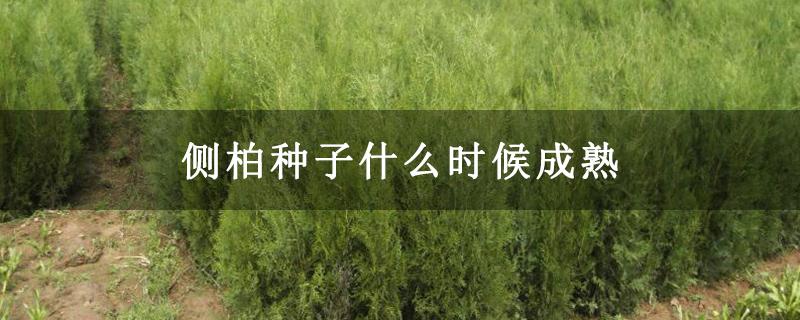 侧柏种子什么时候成熟