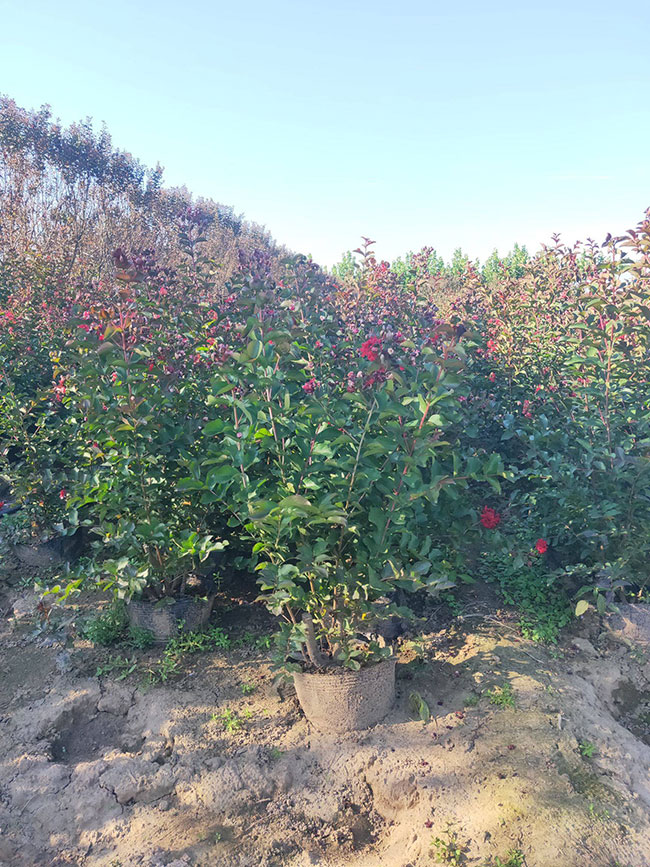 紫薇树苗价格行情,2019年最新紫薇苗基地批发报价 紫薇树苗价格行情,2019年最新紫薇苗基地批发报价