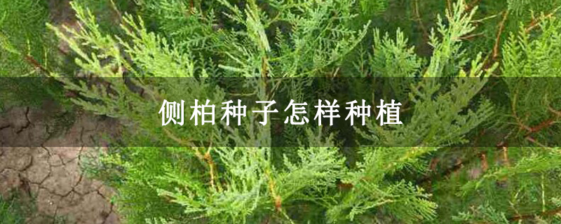 侧柏种子怎样种植