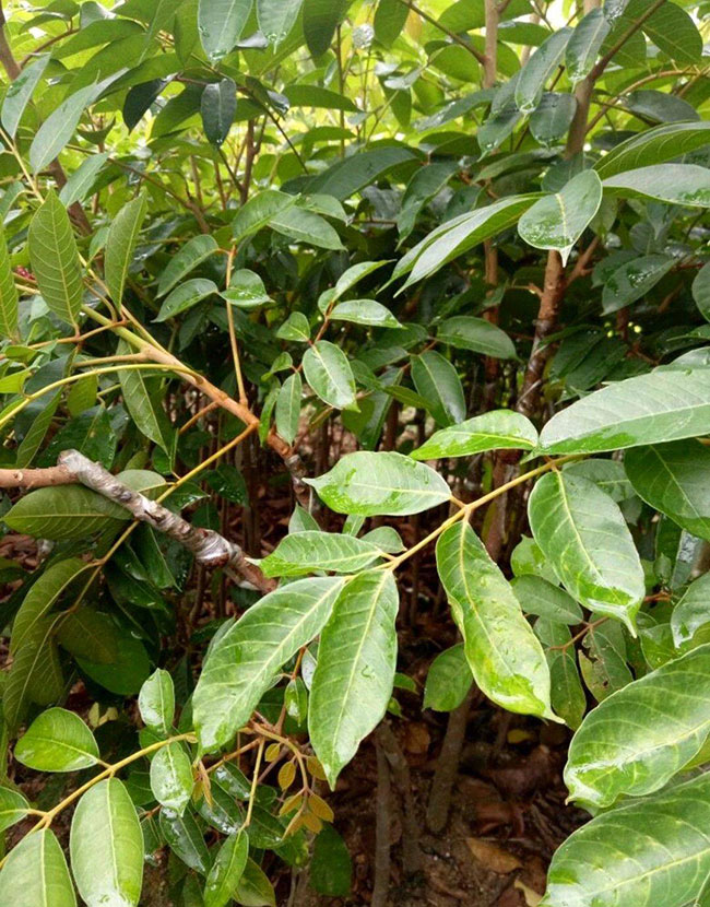 油橄榄