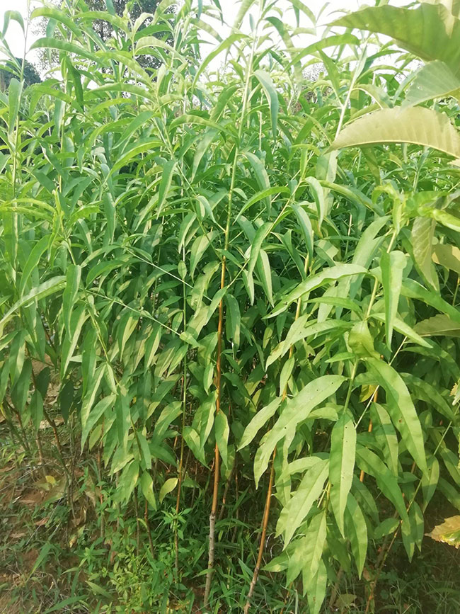 水蜜桃苗