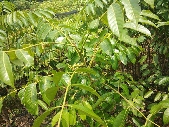 油橄榄