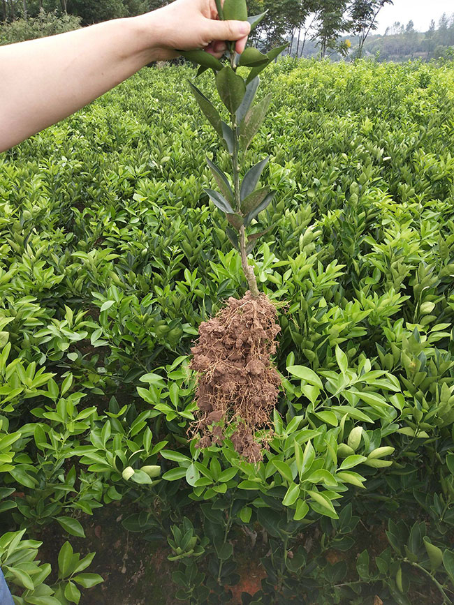 脐橙苗