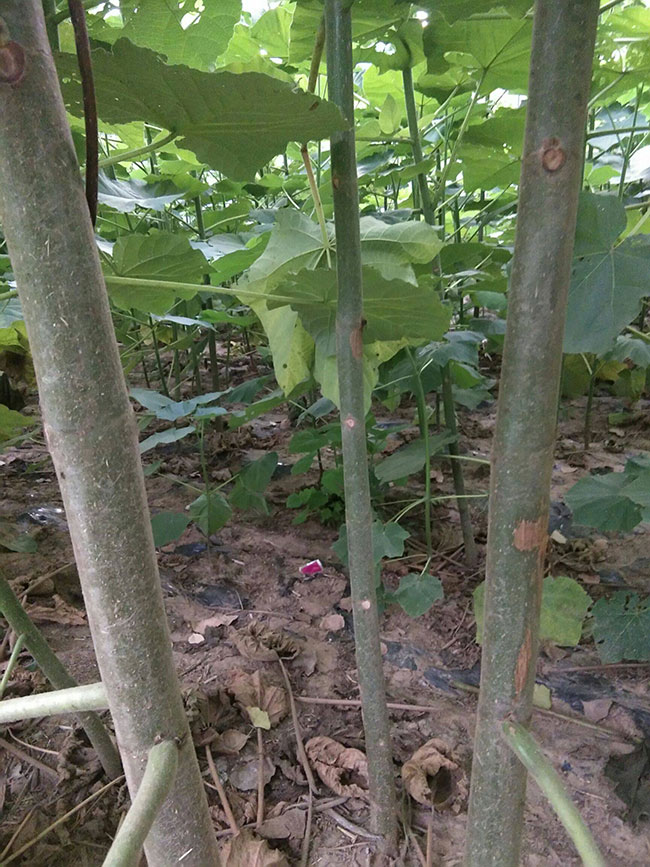 泡桐苗