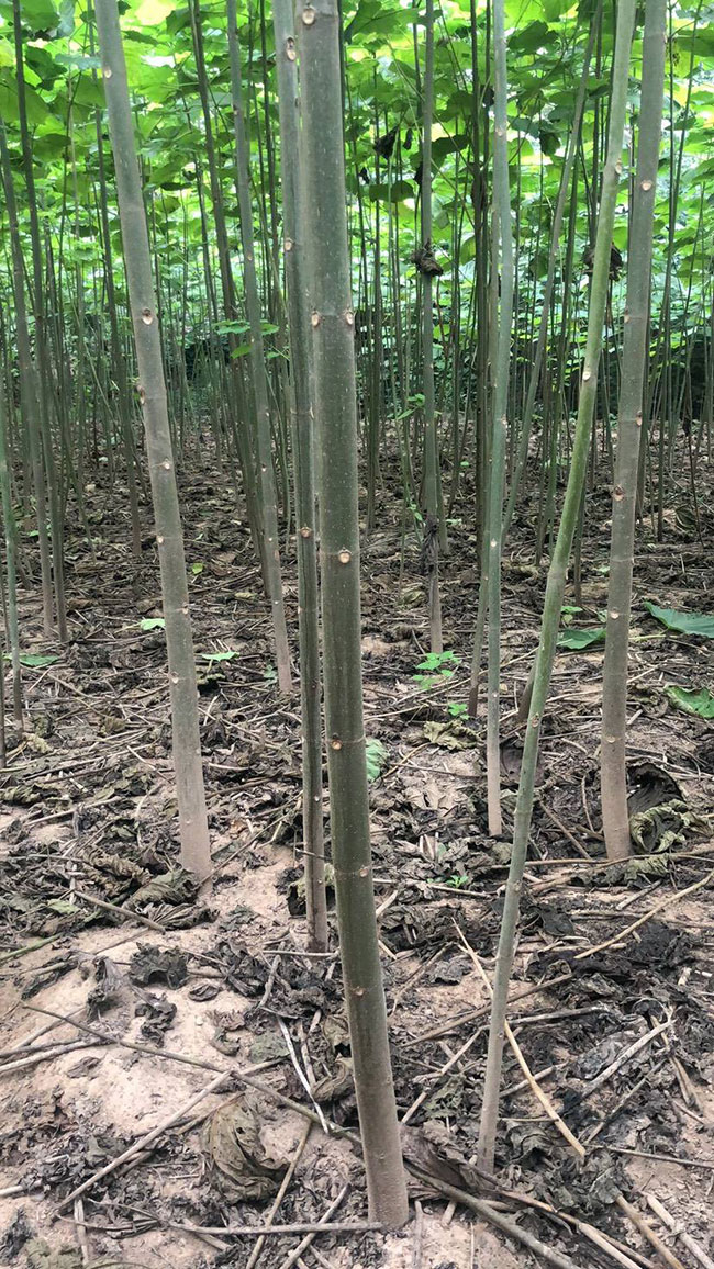 泡桐苗