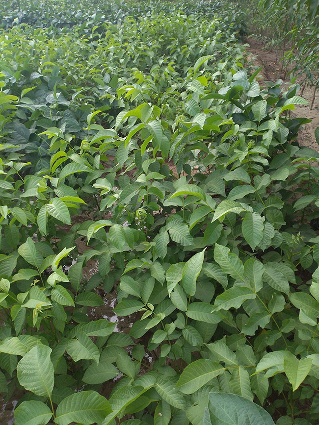 麻核桃树苗