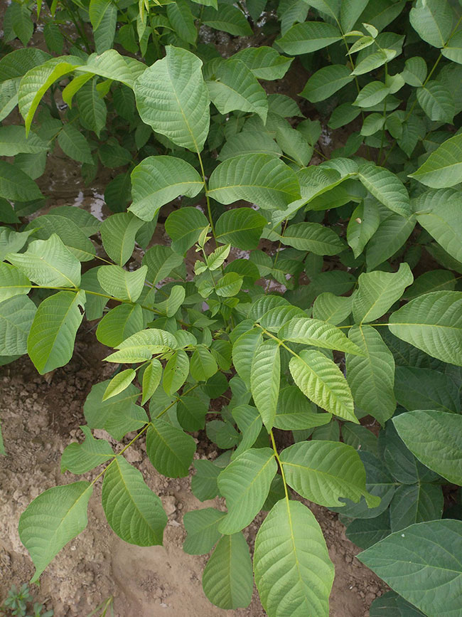 麻核桃树苗
