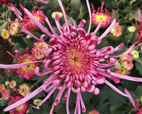 菊花