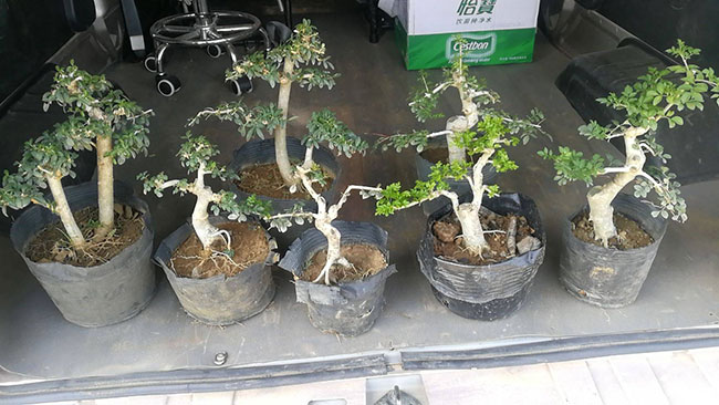 对节白蜡树苗价格行情，2019年最新对节白蜡苗基地批发报价