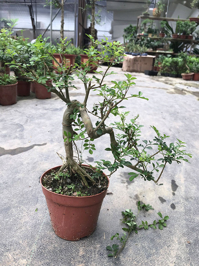 对节白蜡苗