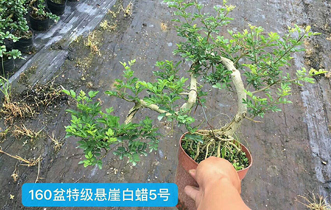 对节白蜡苗