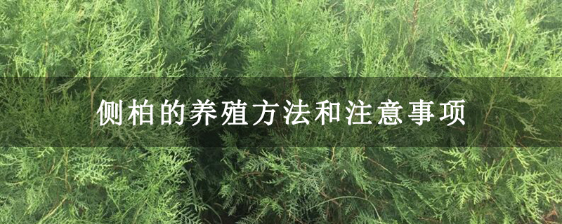 侧柏的养殖方法和注意事项